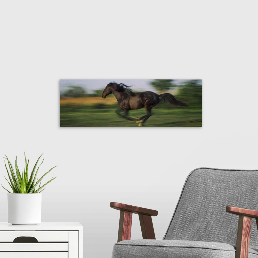A modern room featuring Horse running at full speed in the south of France