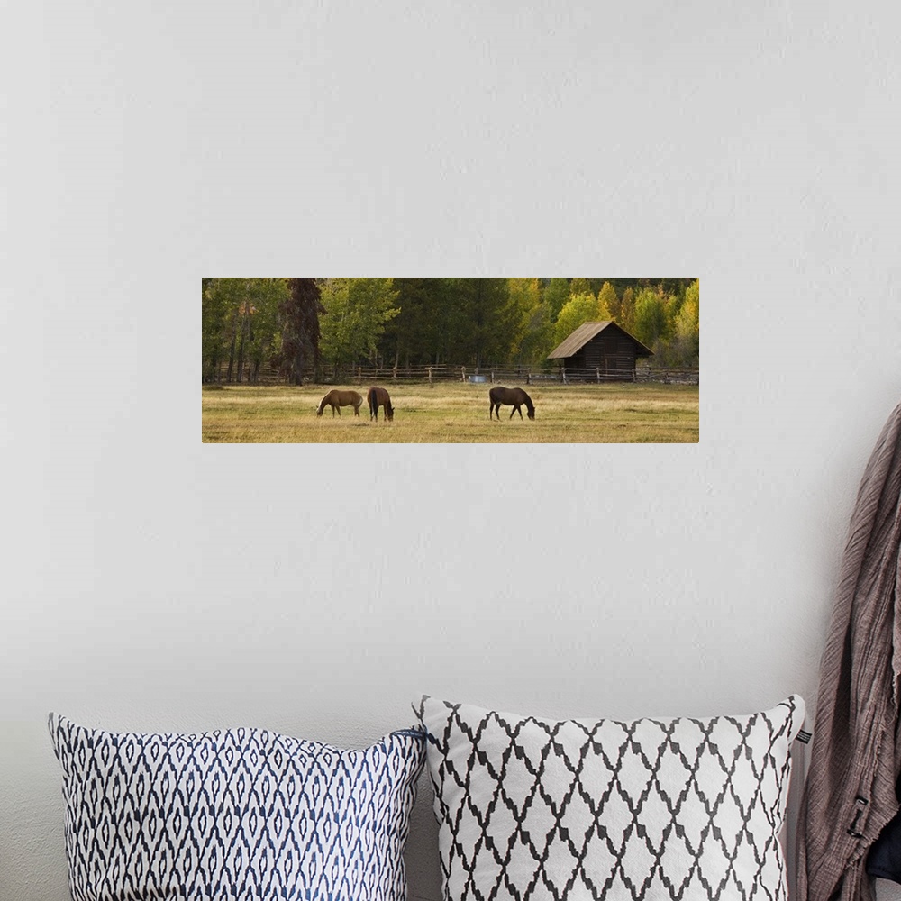 A bohemian room featuring Horses in Jackson Hole, Wyoming