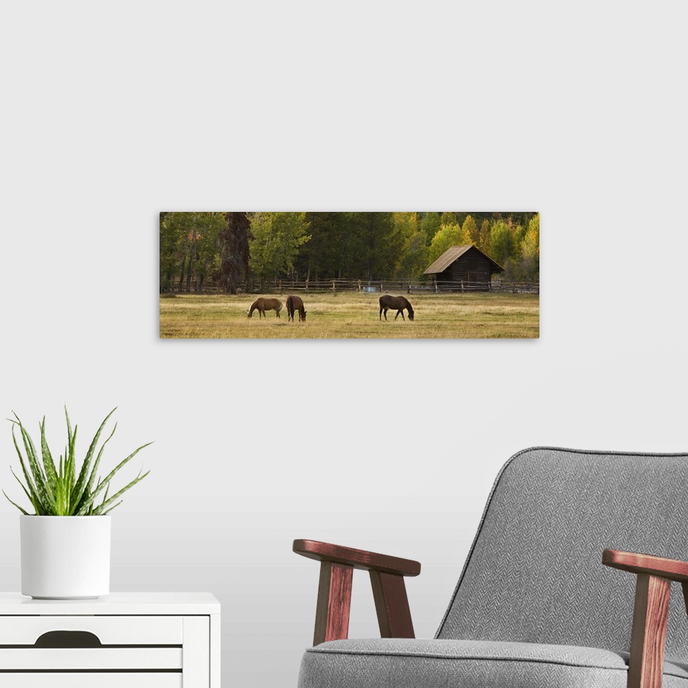 A modern room featuring Horses in Jackson Hole, Wyoming