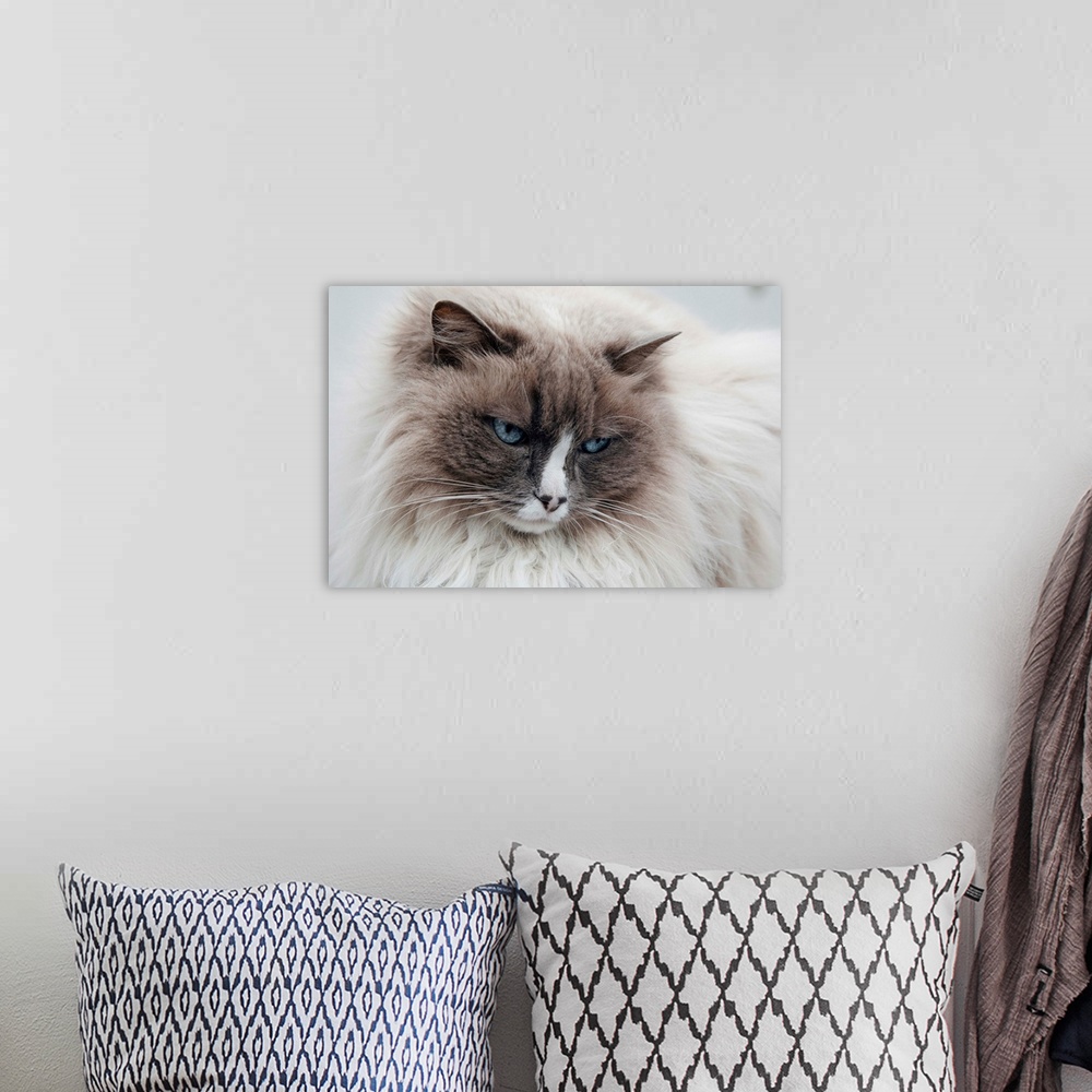 A bohemian room featuring Himilayan cat close up in Iceland.