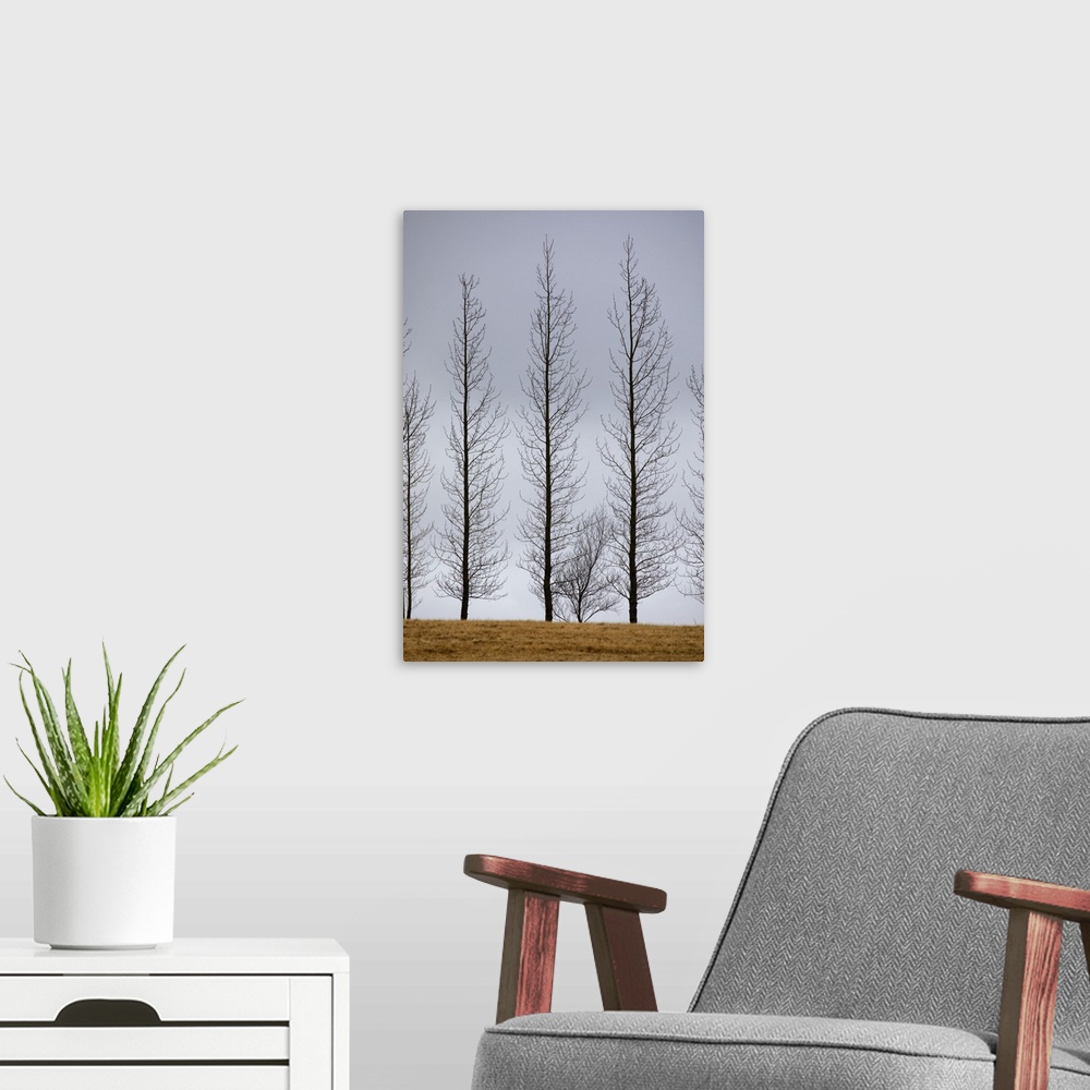 A modern room featuring Lone trees in the south of Iceland.