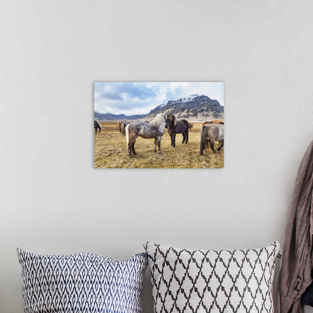 A bohemian room featuring Icelandic horses in the countryside of Iceland.
