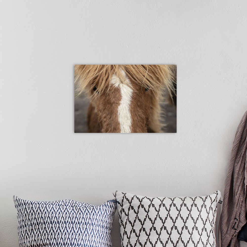 A bohemian room featuring Close up of an Icelandic horse in the countryside of Iceland.