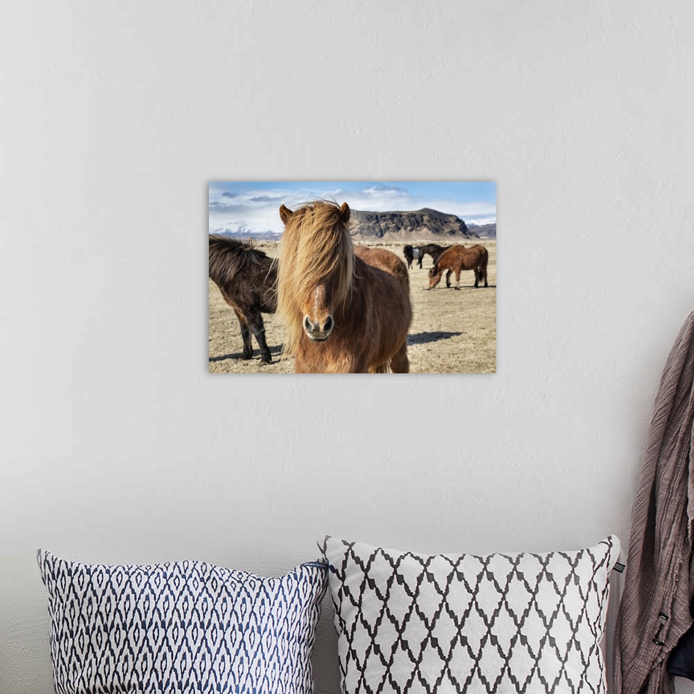 A bohemian room featuring Icelandic horses in the countryside of Iceland.