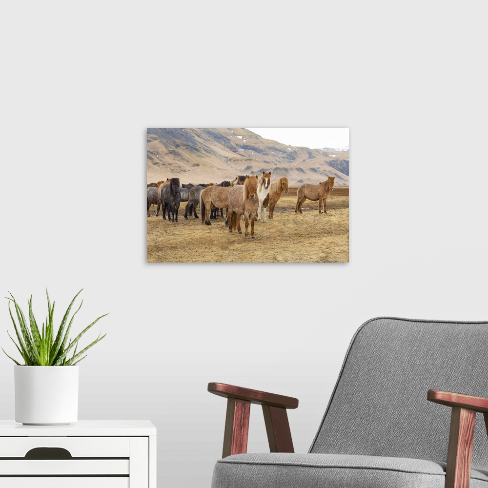 A modern room featuring Icelandic horses in the countryside of Iceland.