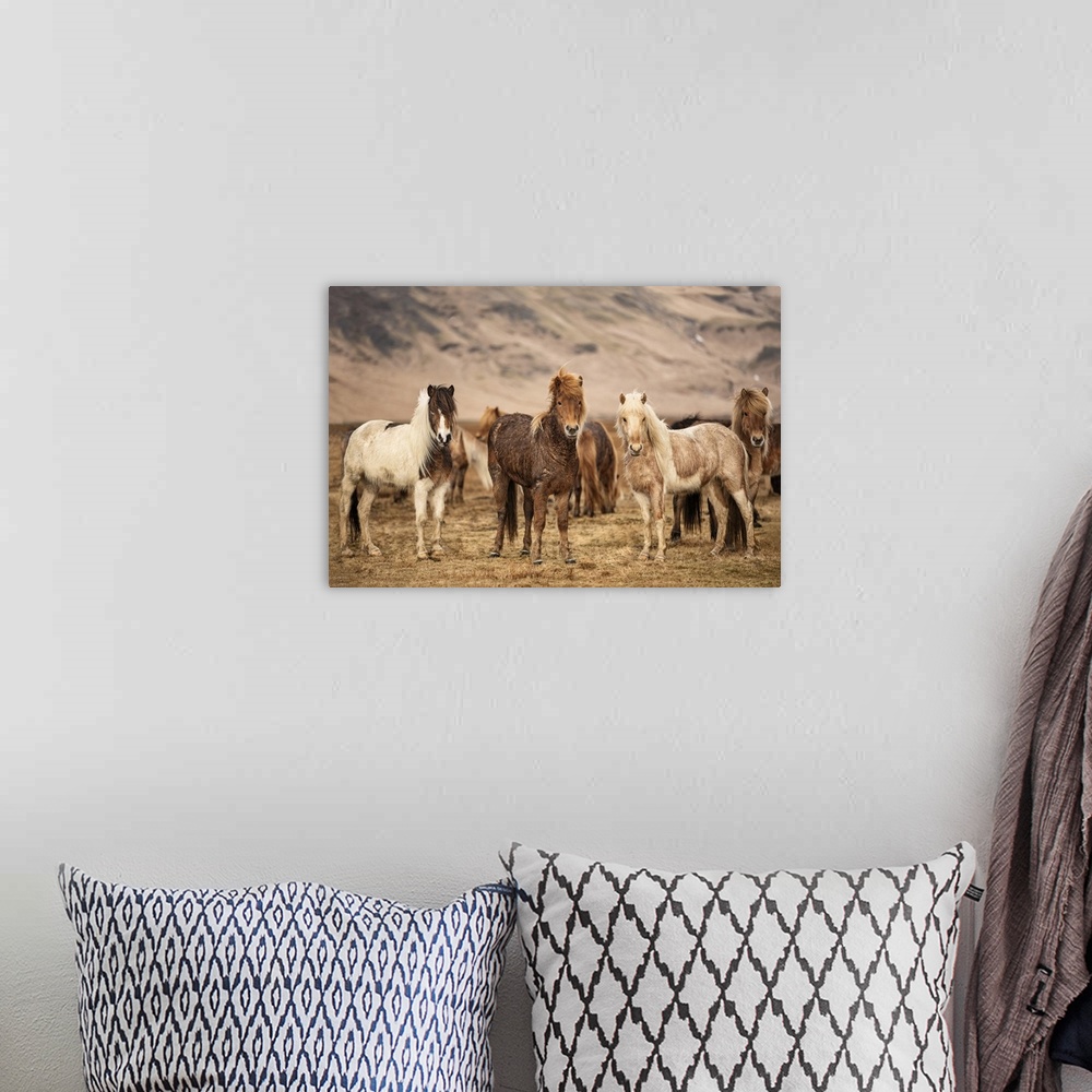 A bohemian room featuring Icelandic horses in the countryside of Iceland