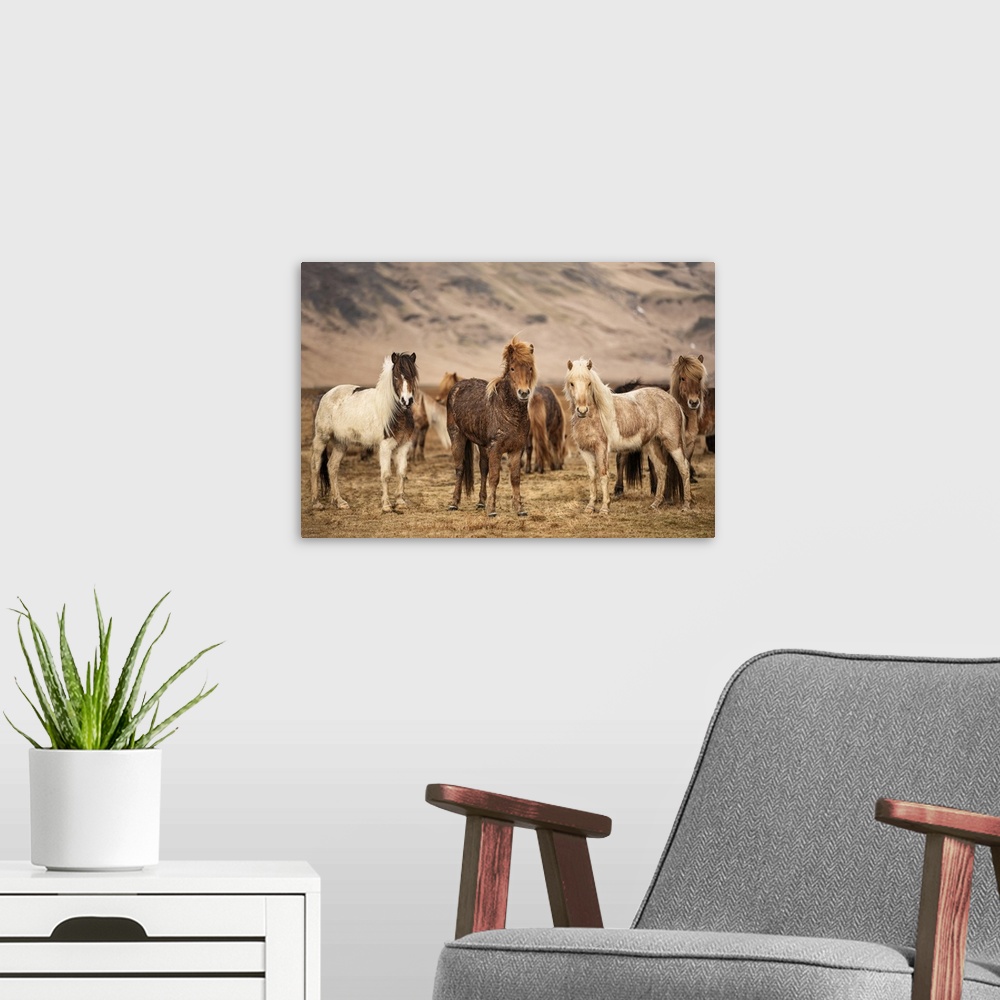 A modern room featuring Icelandic horses in the countryside of Iceland