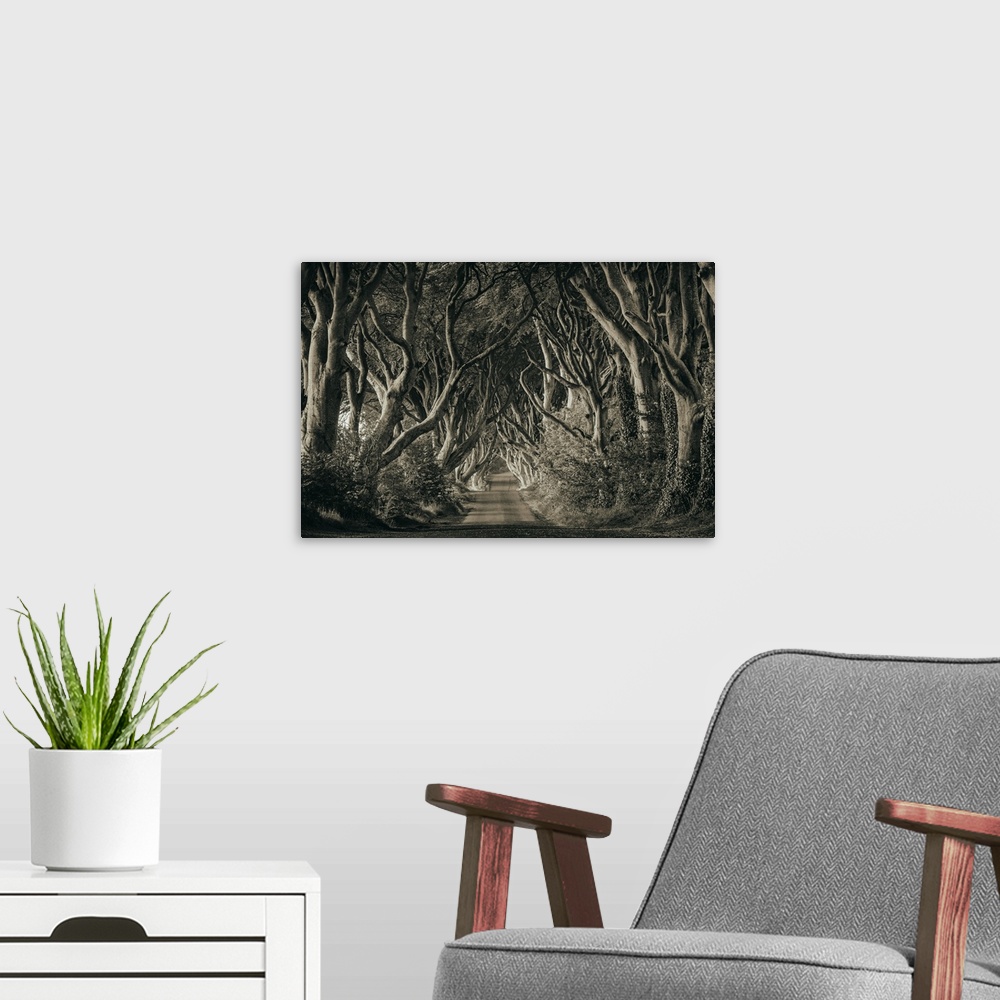 A modern room featuring The stunning Dark Hedges of Northern Ireland.