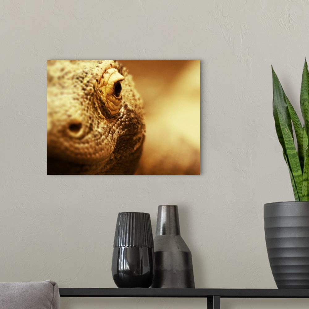 A modern room featuring Komodo Dragon close up