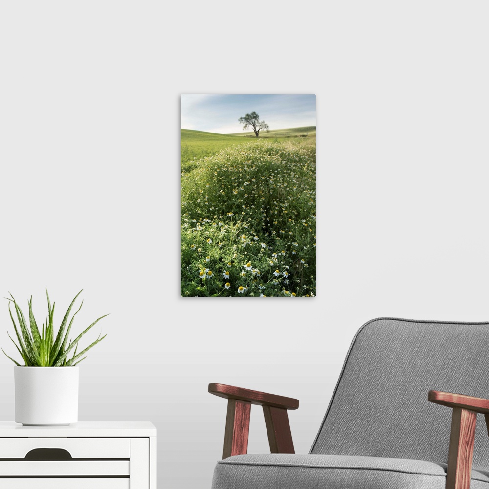 A modern room featuring Lone tree and white flowers in the Palouse, Washington.