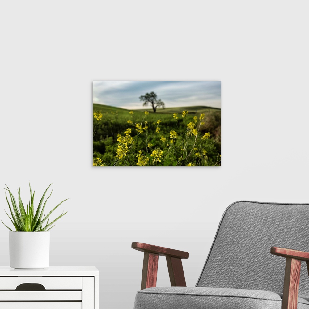 A modern room featuring Lone tree and yellow flowers in the Palouse, Washington.