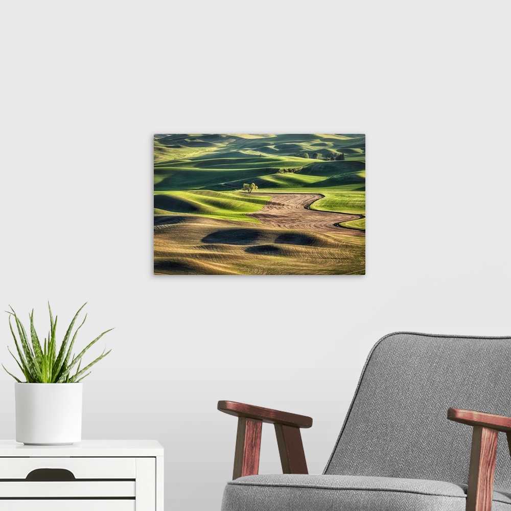 A modern room featuring Lone tree in the rolling, landscape, wheat fields of the Palouse.