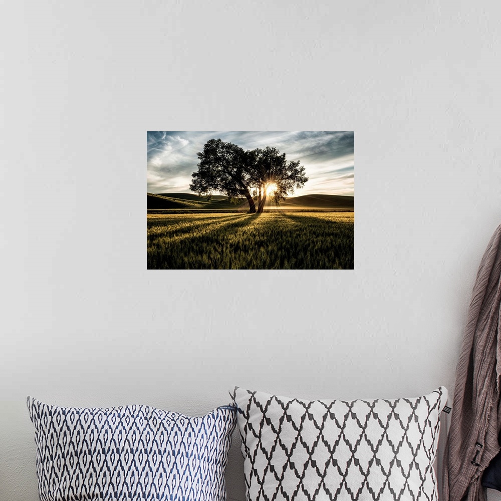 A bohemian room featuring Lone tree with clouds at sunset in the Palouse, Washington.