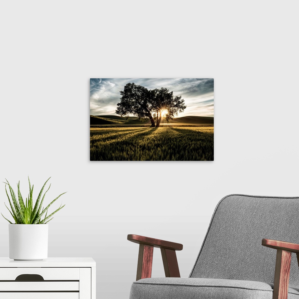 A modern room featuring Lone tree with clouds at sunset in the Palouse, Washington.
