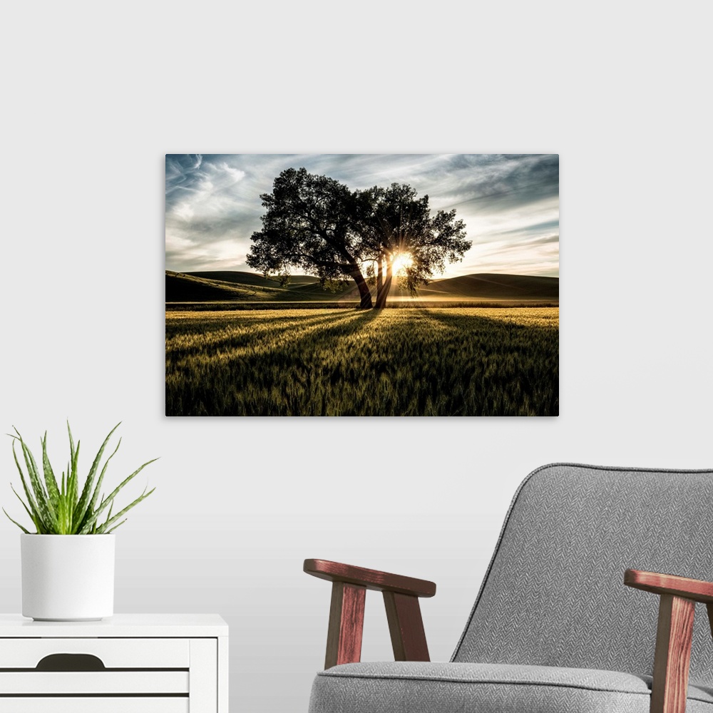 A modern room featuring Lone tree with clouds at sunset in the Palouse, Washington.