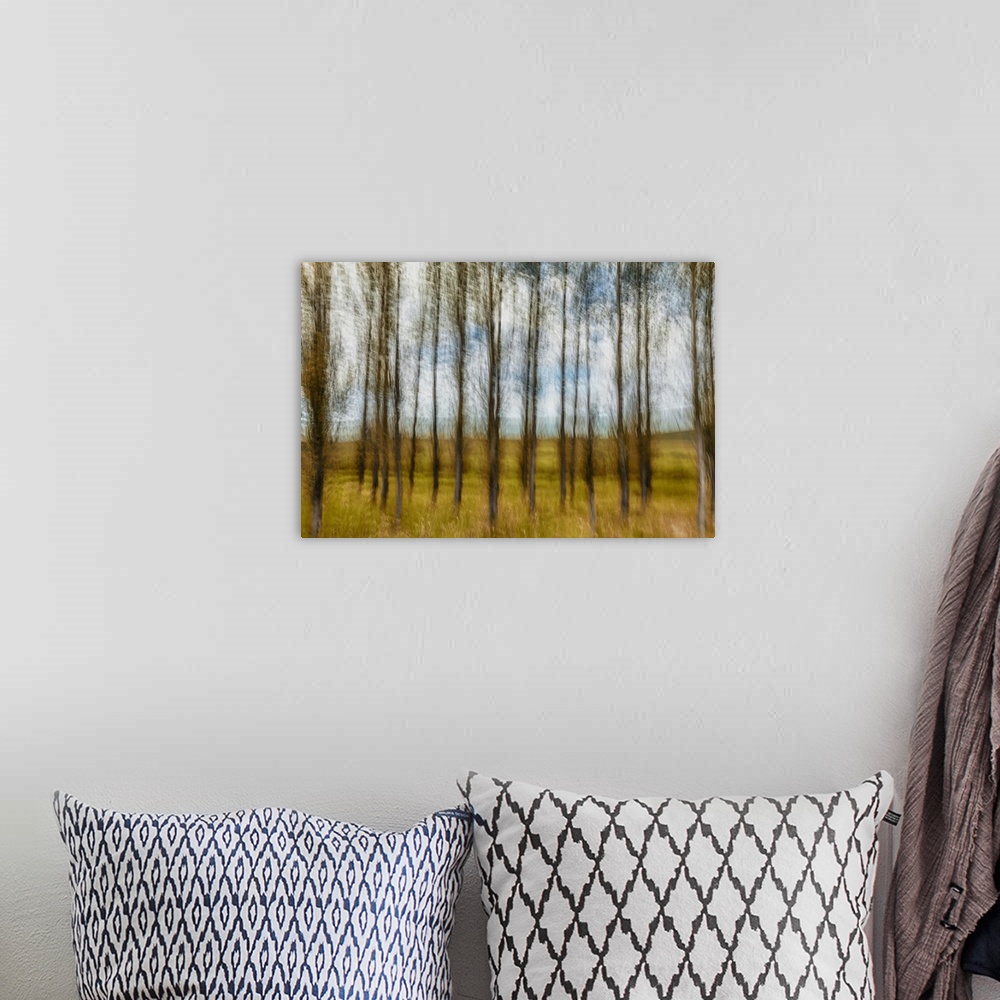 A bohemian room featuring Motion blur of beautiful grove of deciduous trees.