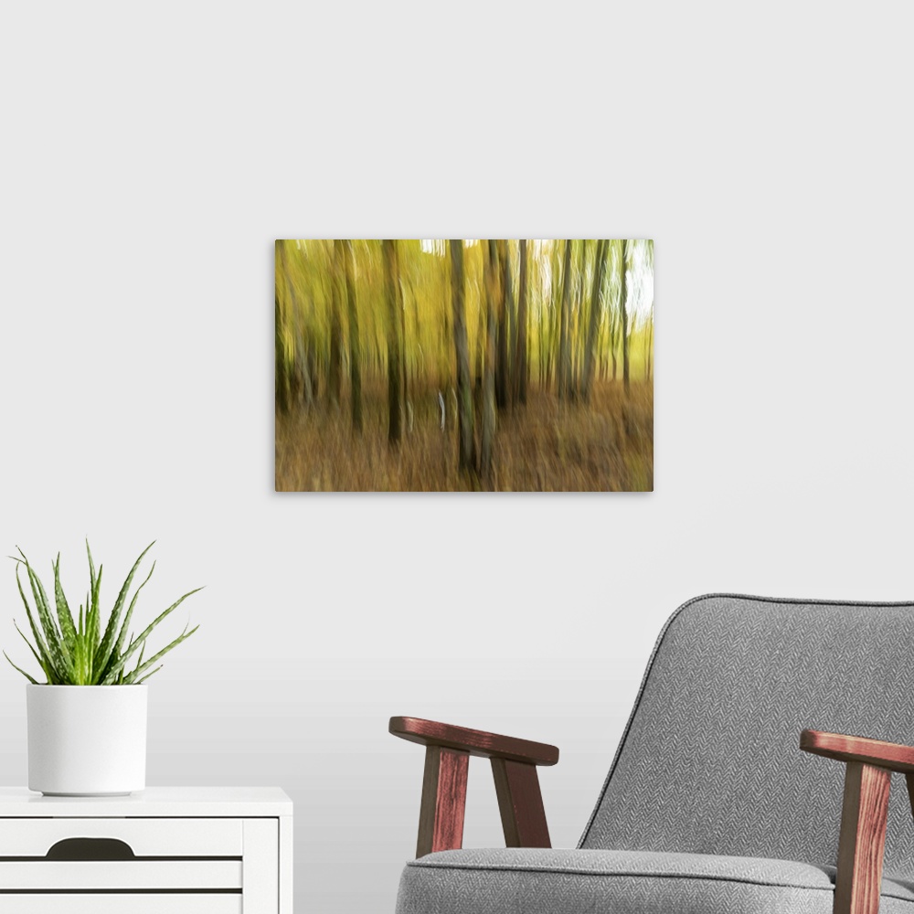 A modern room featuring Motion blur of trees in Acadia National Park