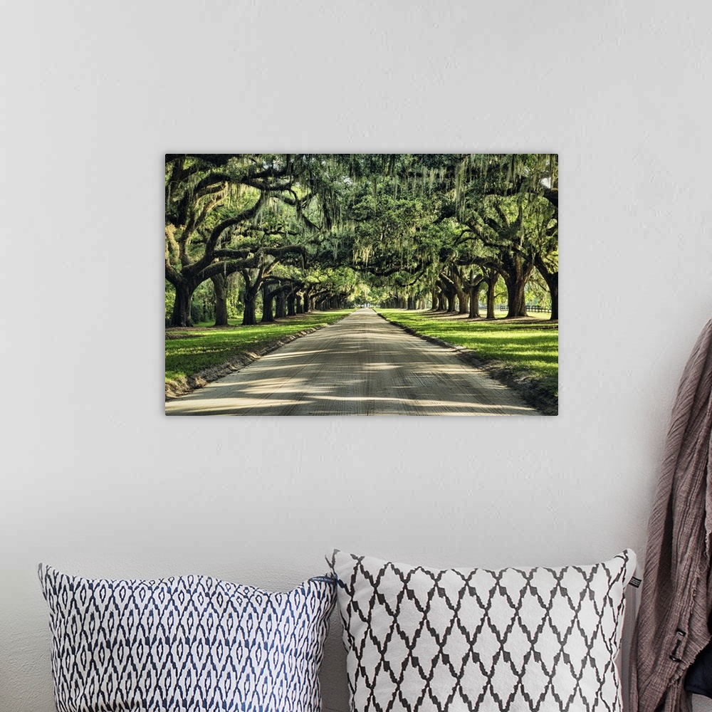 A bohemian room featuring Oak tree lined road at Boone Hall Plantation, Charleston, South Carolina.
