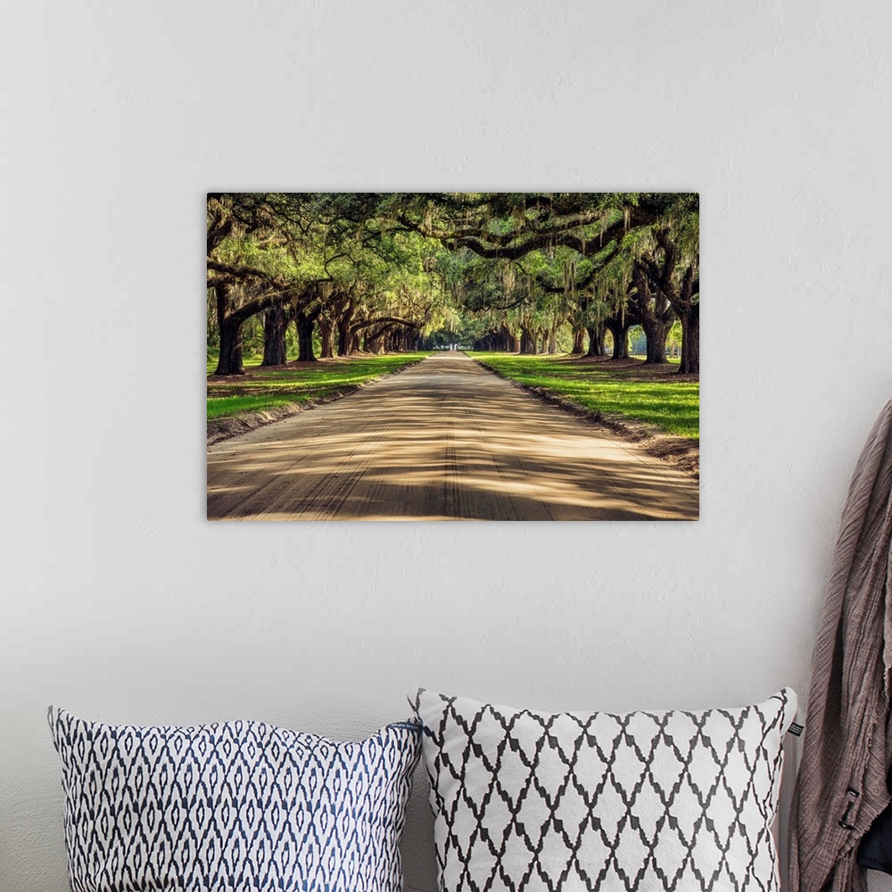 A bohemian room featuring Oak tree lined road at Boone Hall Plantation, Charleston, South Carolina.