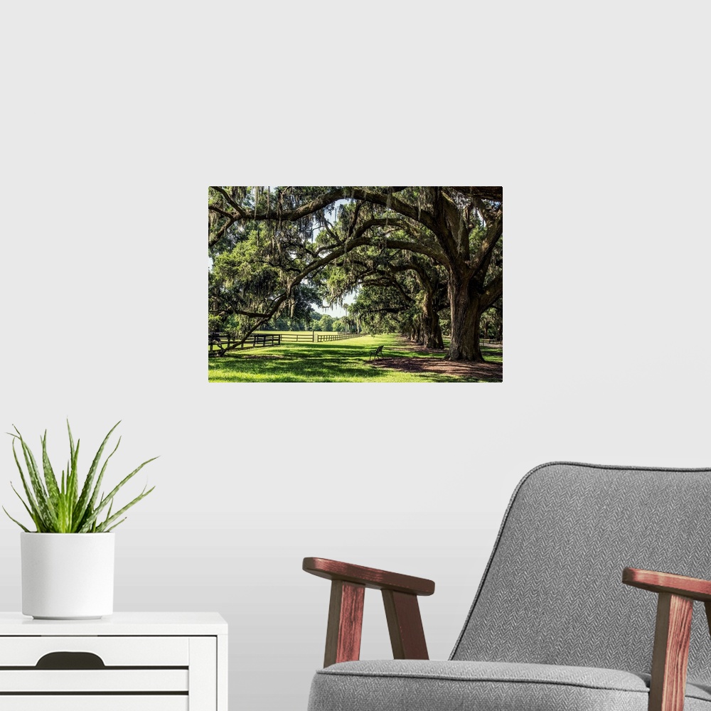 A modern room featuring Oak tree lined road at Boone Hall Plantation, Charleston, South Carolina.