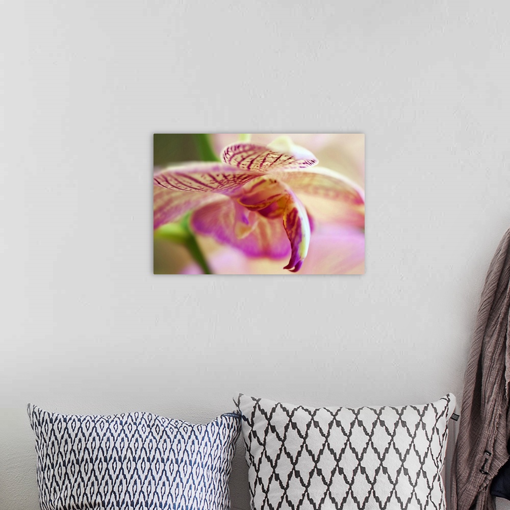 A bohemian room featuring Oversized, close up photograph of the petals on a vibrant orchid.  The image becomes out of focus...