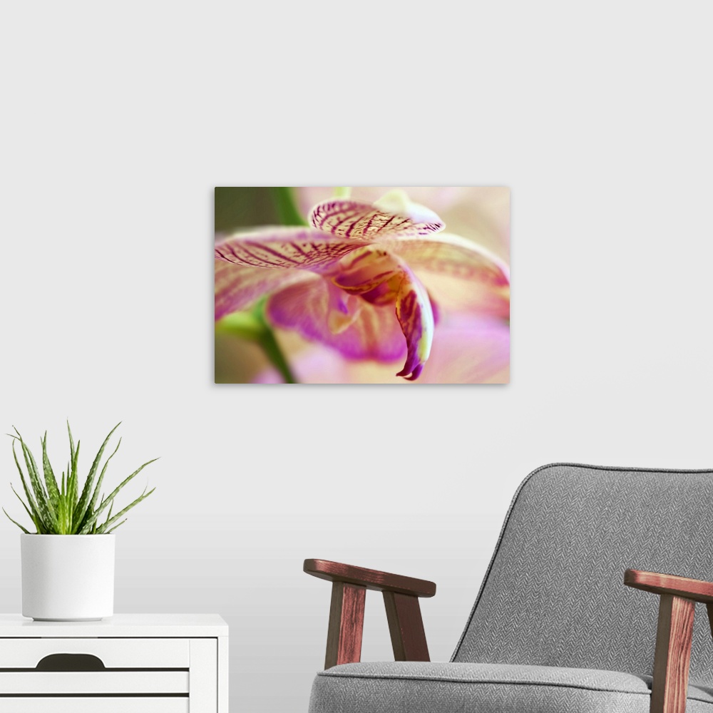 A modern room featuring Oversized, close up photograph of the petals on a vibrant orchid.  The image becomes out of focus...