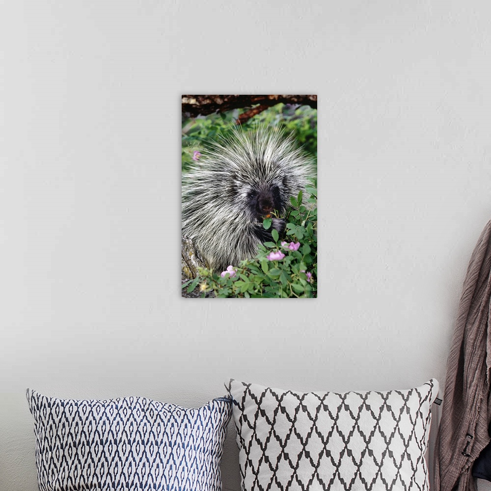 A bohemian room featuring Porcupine