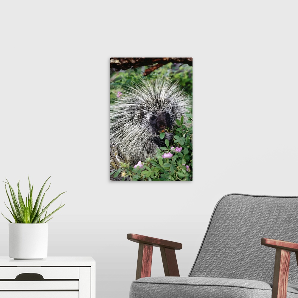 A modern room featuring Porcupine