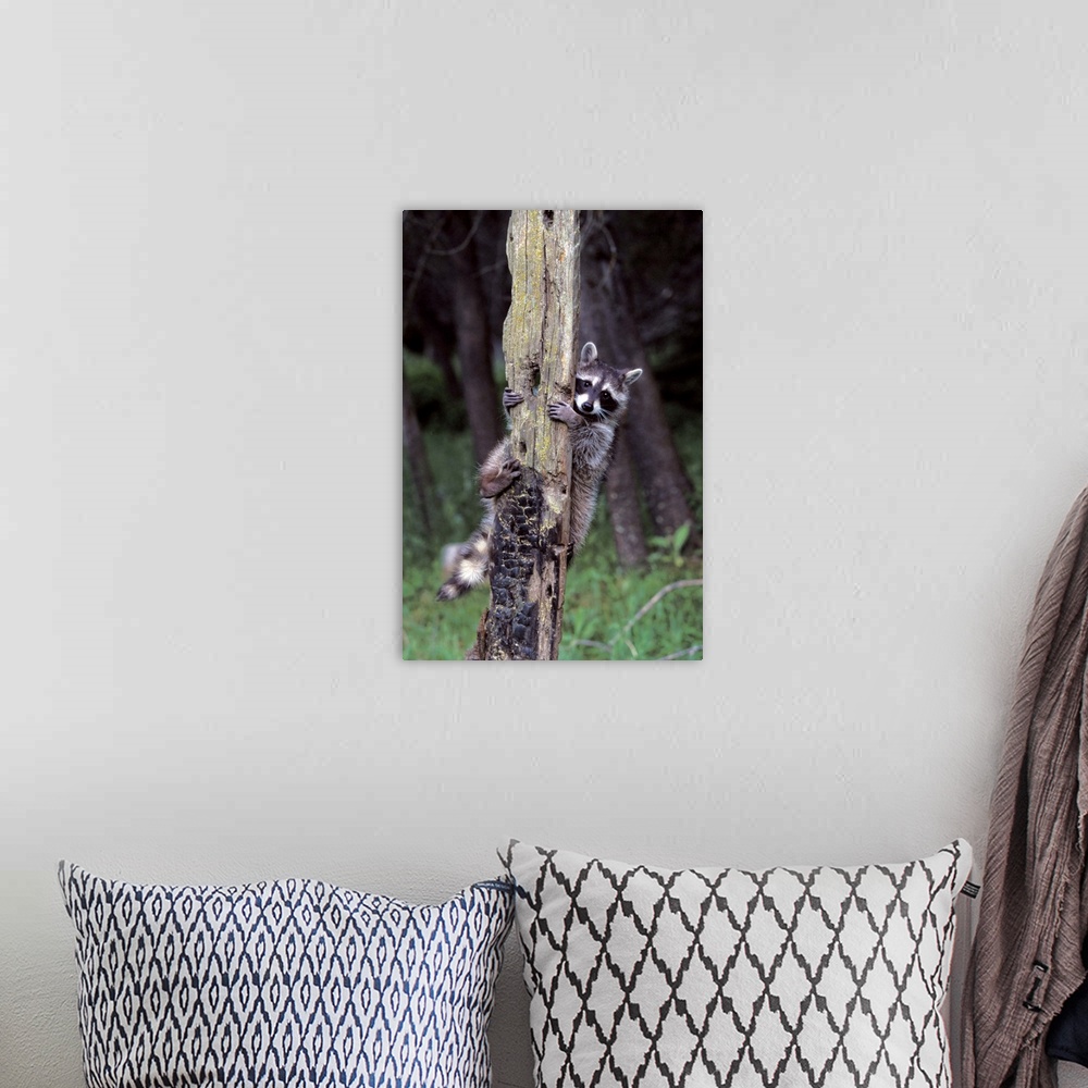 A bohemian room featuring Racoon Up a Tree