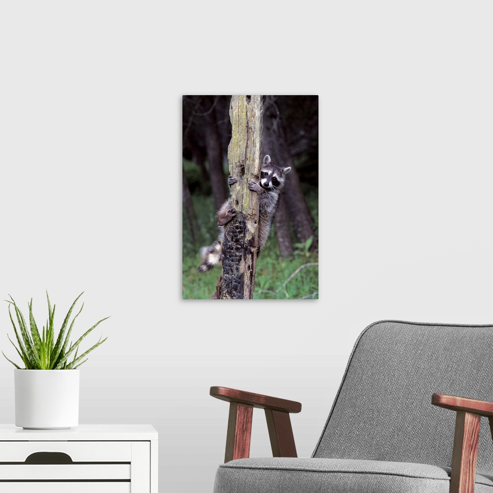 A modern room featuring Racoon Up a Tree
