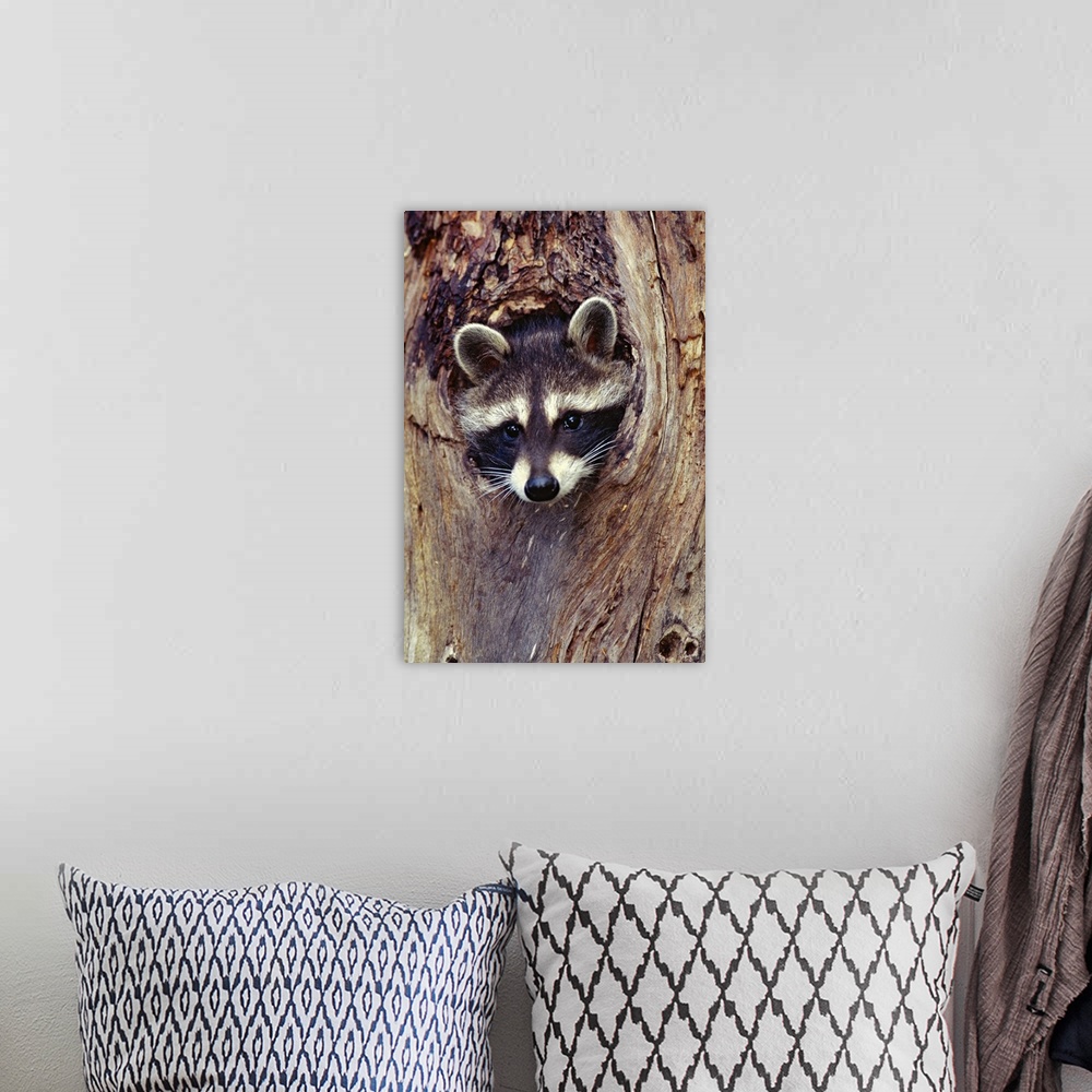 A bohemian room featuring Racoon Up a Tree