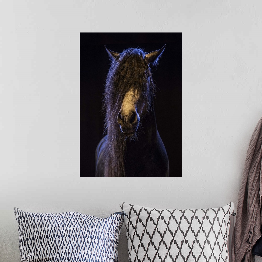 A bohemian room featuring Rare show horse in the Camargue region in the south of France