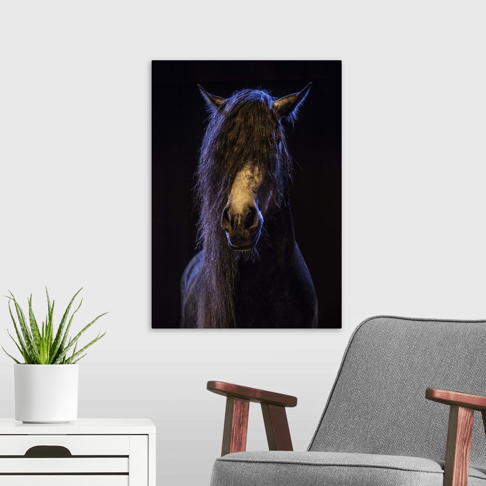 A modern room featuring Rare show horse in the Camargue region in the south of France