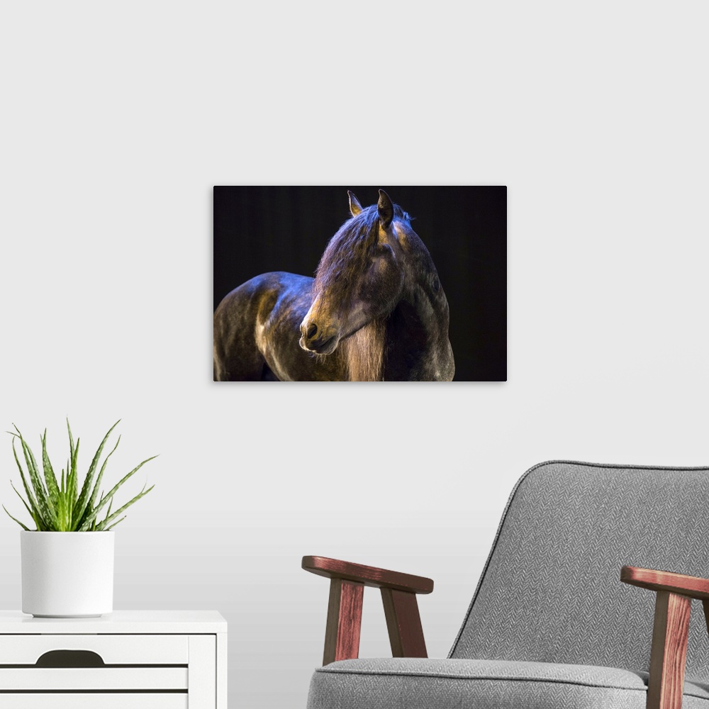 A modern room featuring Rare show horse in the Camargue region in the south of France