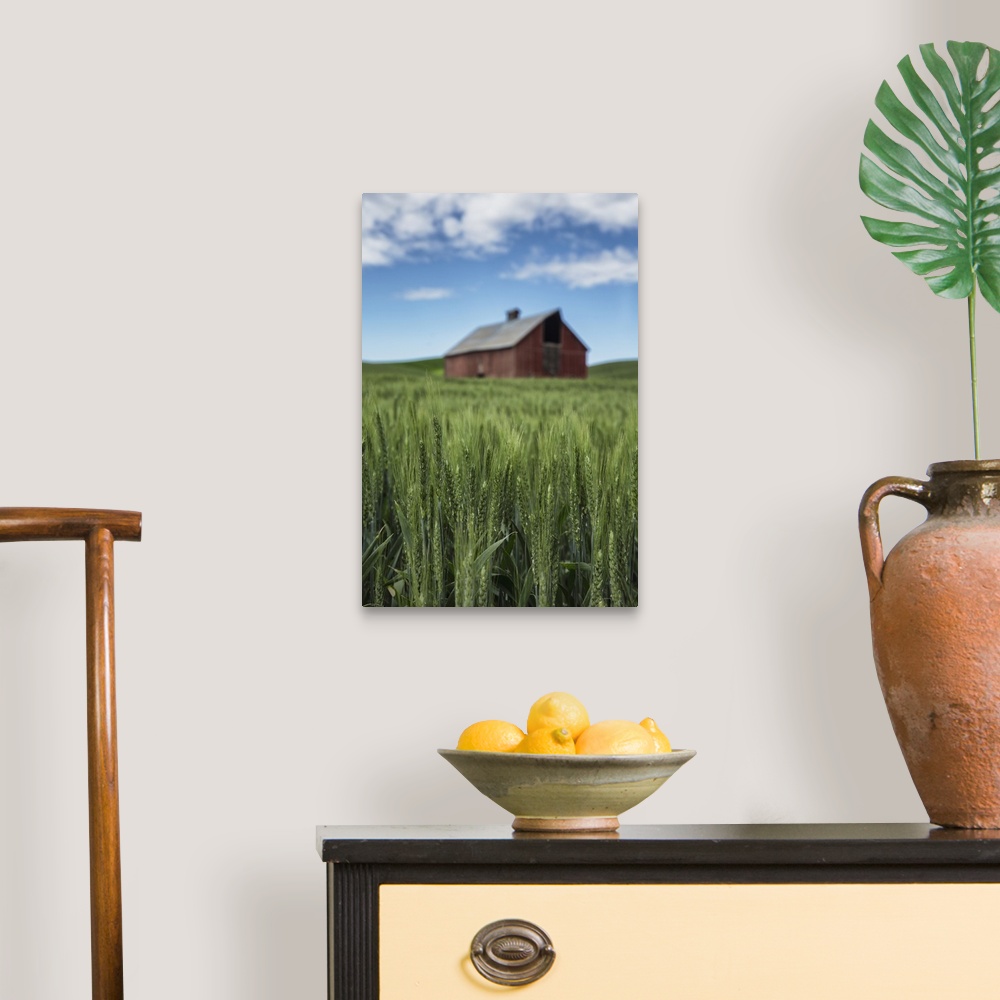 A traditional room featuring Red barn and green wheat fields in the Palouse, Washington