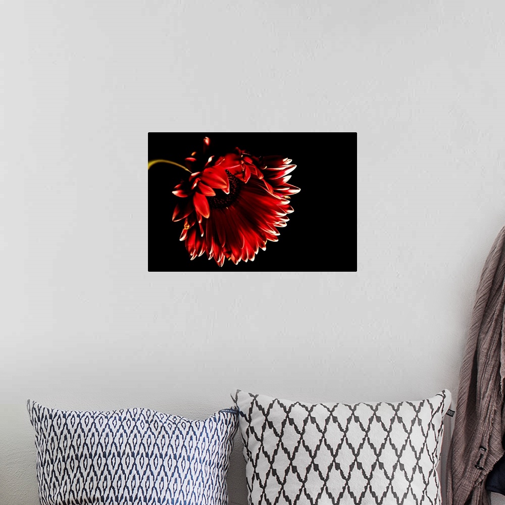 A bohemian room featuring Red gerber daisy with black background