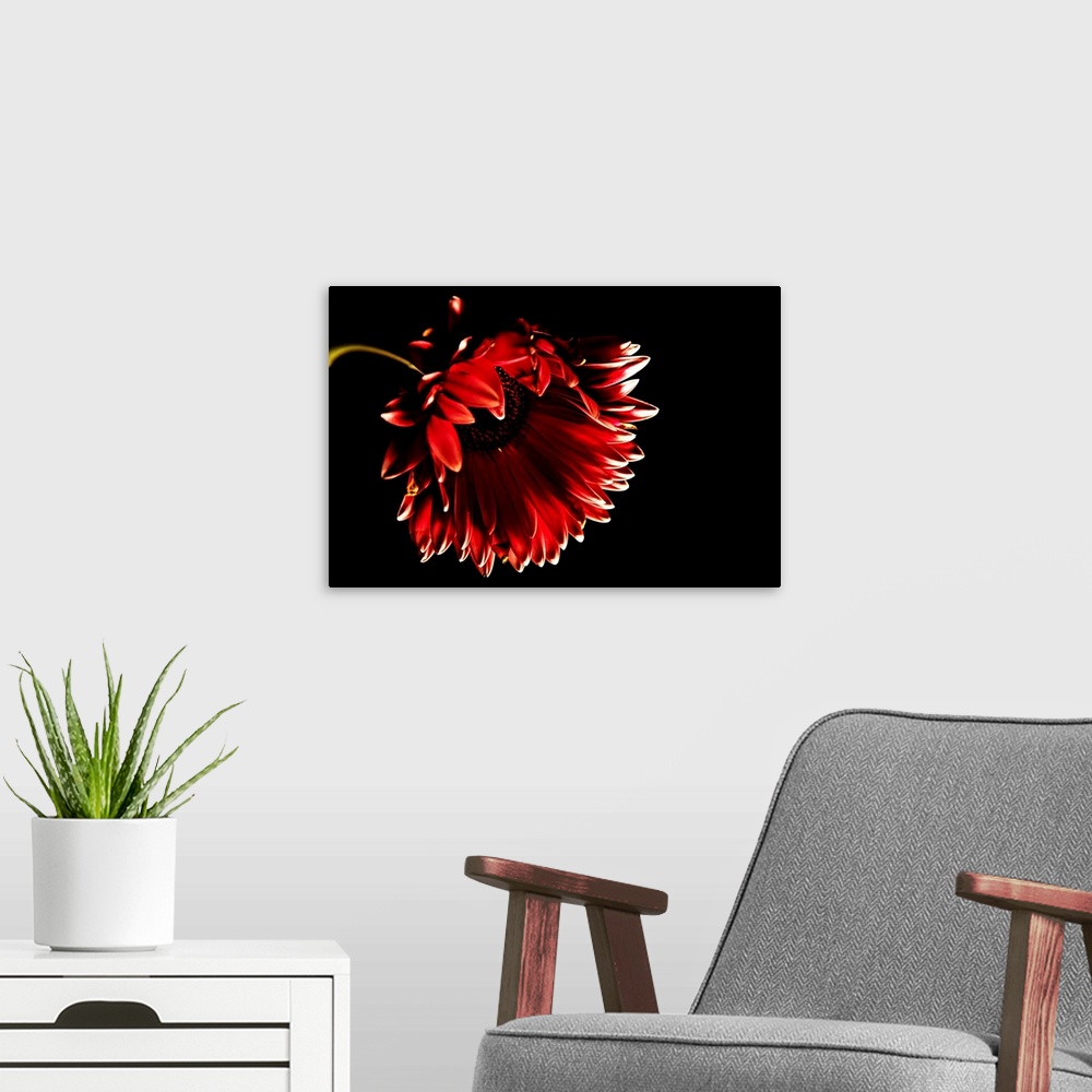 A modern room featuring Red gerber daisy with black background