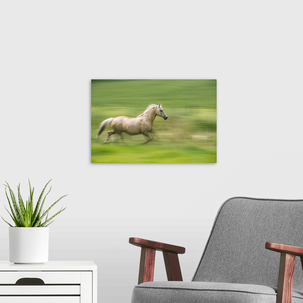 A modern room featuring Running horse on a farm in the Palouse, Washington