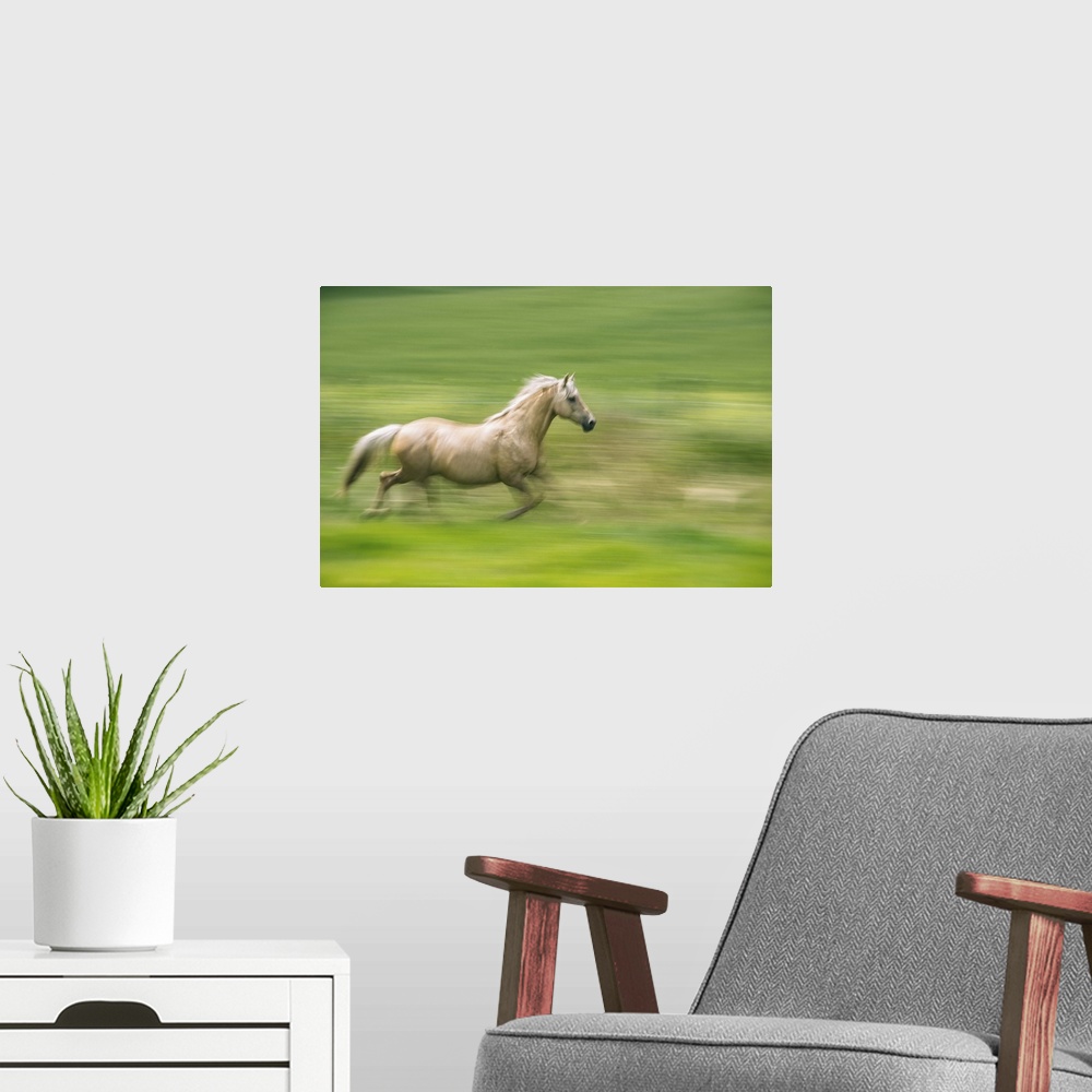A modern room featuring Running horse on a farm in the Palouse, Washington