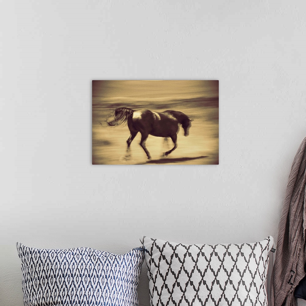 A bohemian room featuring Running horse on a farm in the Palouse, Washington.
