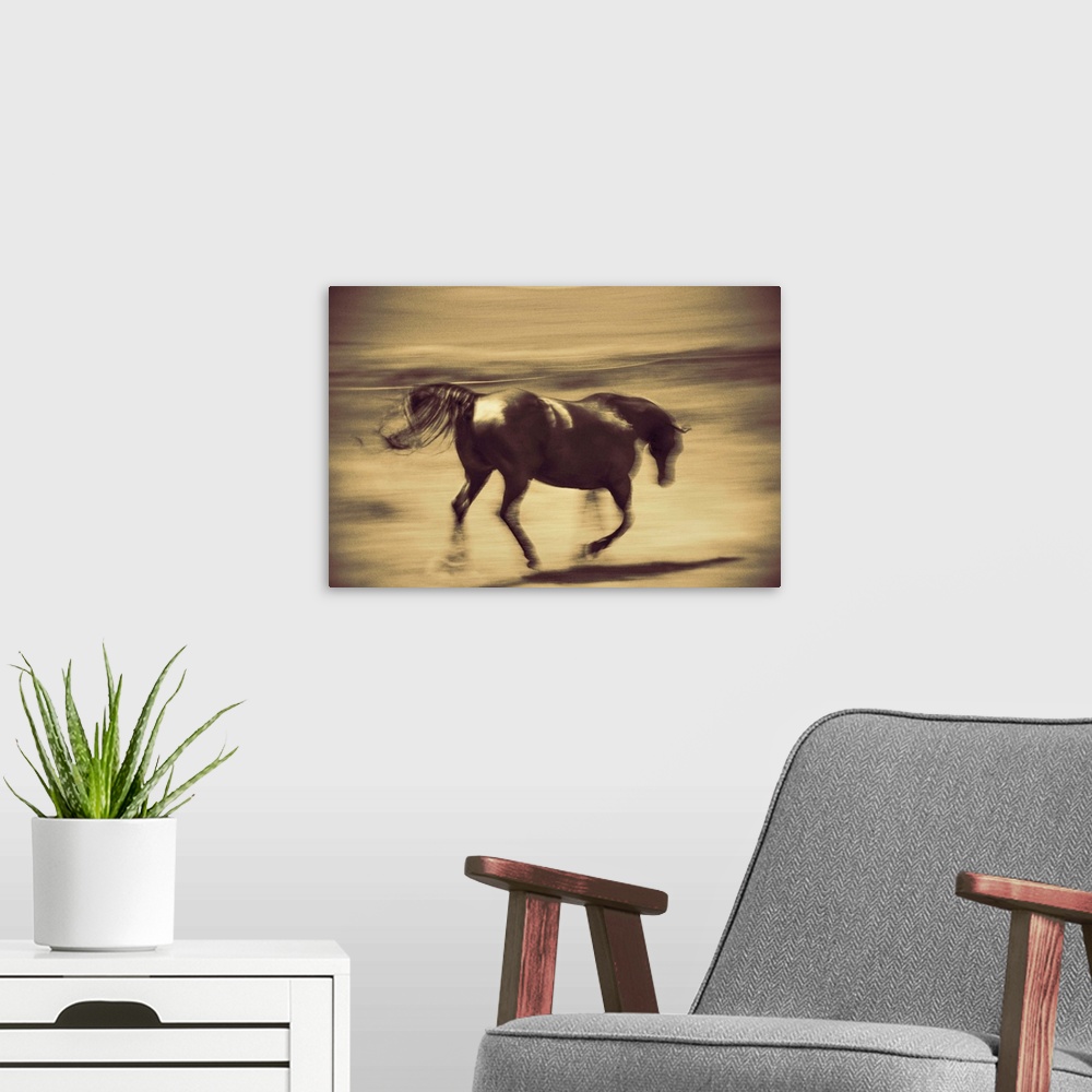 A modern room featuring Running horse on a farm in the Palouse, Washington.