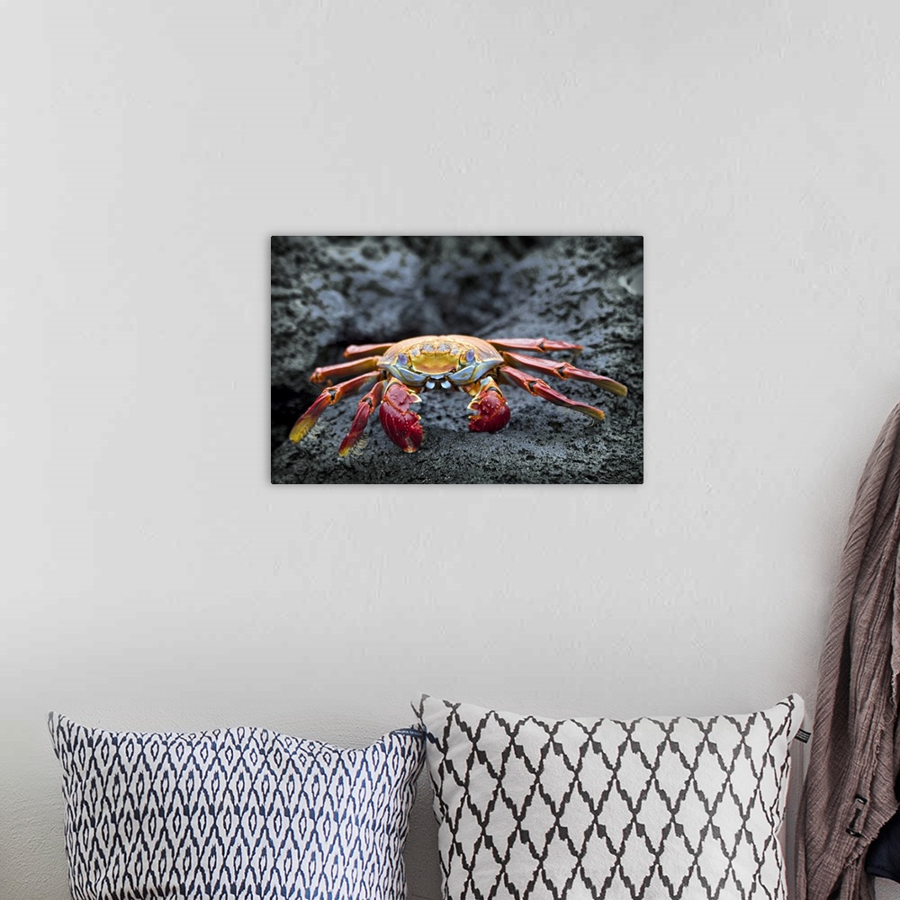 A bohemian room featuring Sally Lightfoot crab on the rocks, Galapagos Islands, Equador
