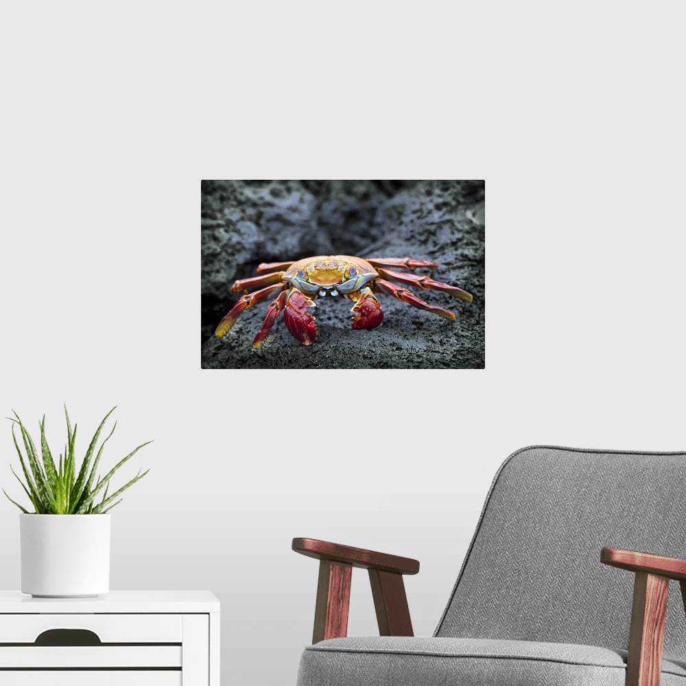 A modern room featuring Sally Lightfoot crab on the rocks, Galapagos Islands, Equador