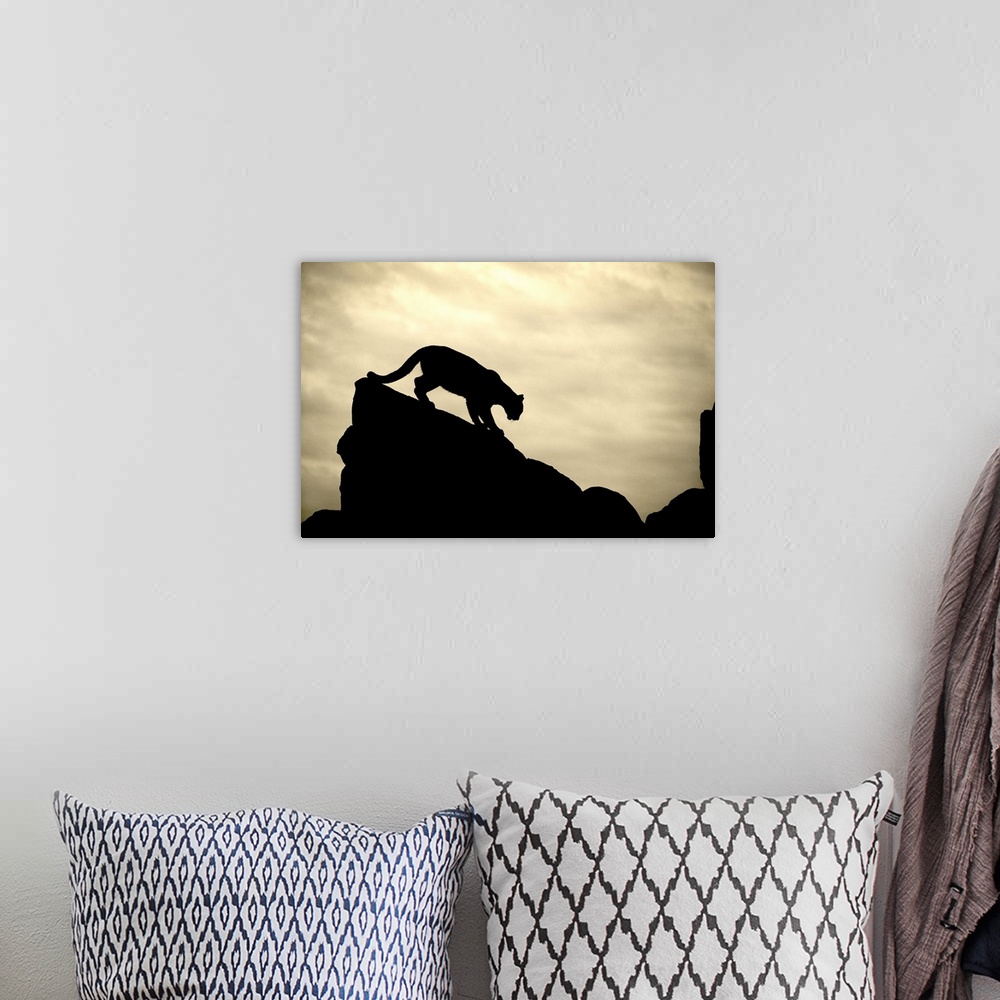 A bohemian room featuring Silhouette of Mountian Lion on rocks at sunset, Yosemite, California