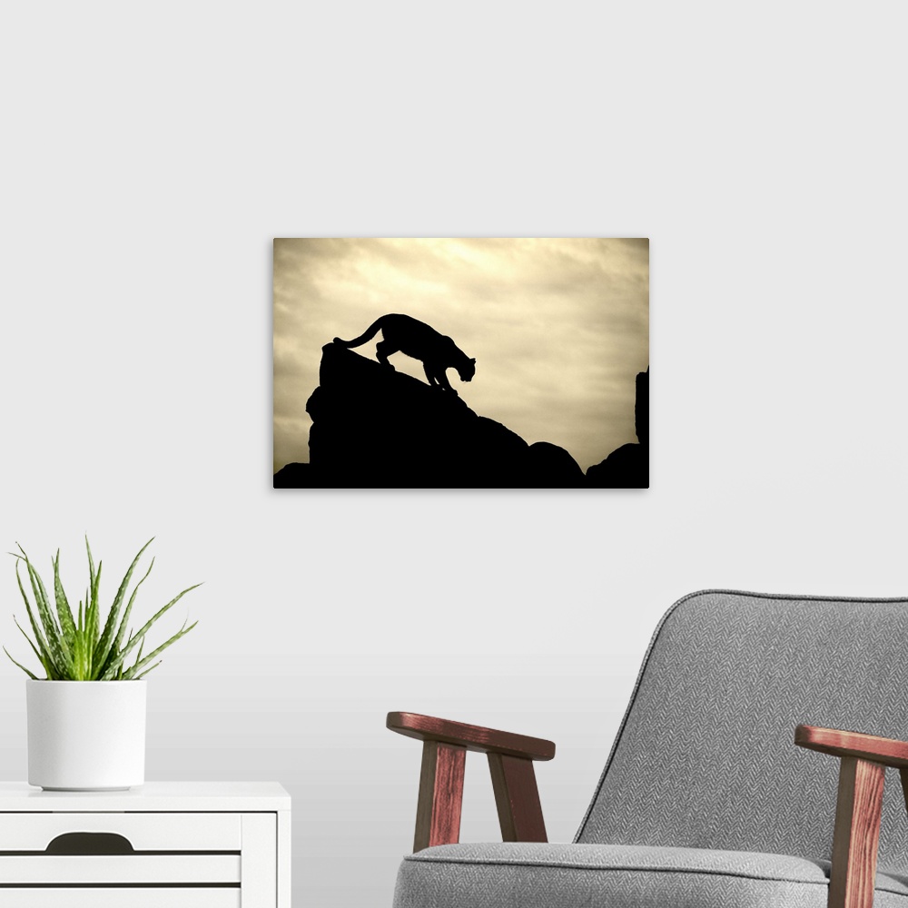 A modern room featuring Silhouette of Mountian Lion on rocks at sunset, Yosemite, California