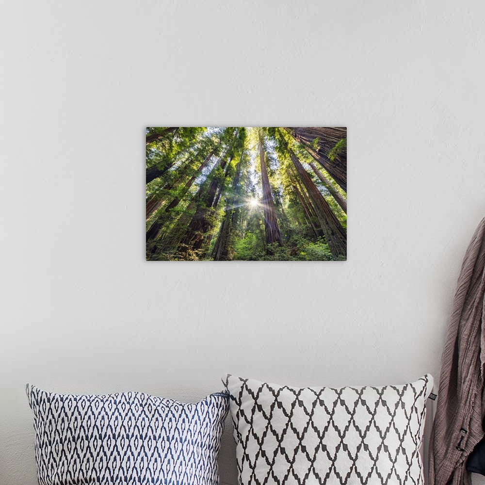 A bohemian room featuring Sun rays at sunrise in Jedediah Smith Redwood Forest