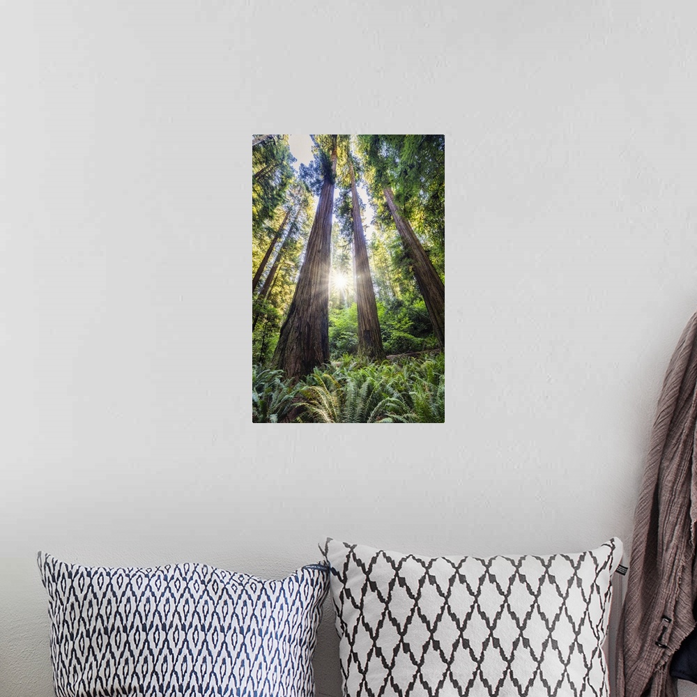 A bohemian room featuring Sun rays at sunrise in Jedediah Smith Redwood Forest