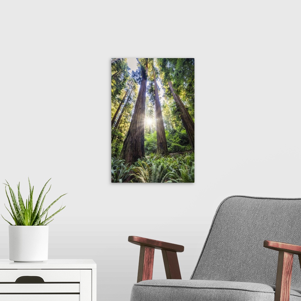 A modern room featuring Sun rays at sunrise in Jedediah Smith Redwood Forest