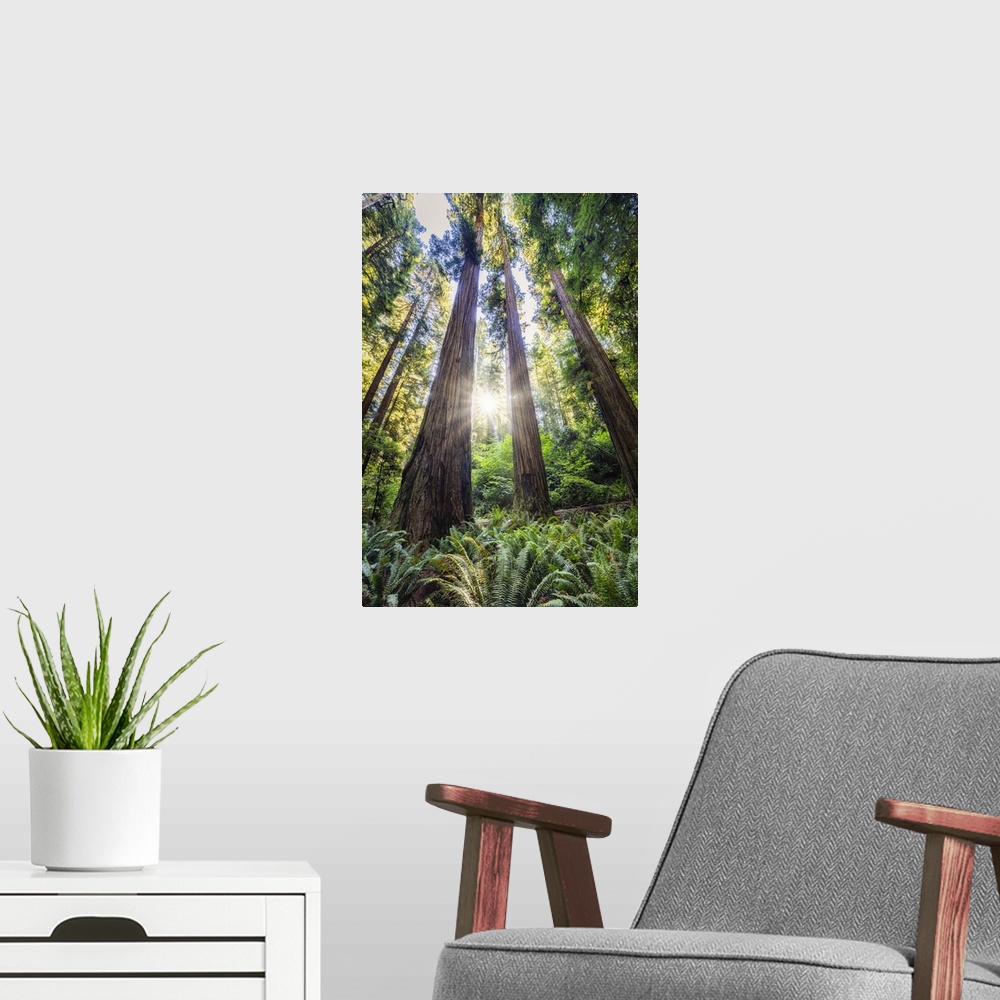 A modern room featuring Sun rays at sunrise in Jedediah Smith Redwood Forest