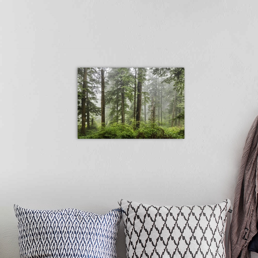 A bohemian room featuring The beautiful forests on the Oregon Coast with fog.
